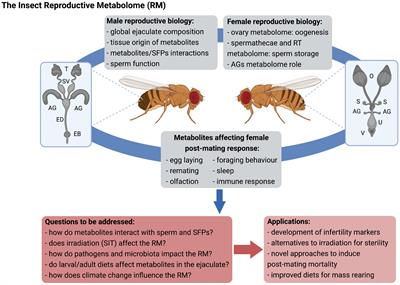 Beyond Sperm and Male Accessory Gland Proteins: Exploring Insect Reproductive Metabolomes